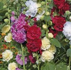 Alcea 'Charter's double mixed'