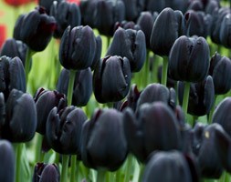 Tulipa 'Cafe Noir' ( single late tulip bulbs)