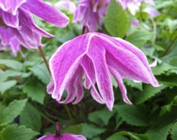 Clematis 'Propertius' (clematis (group 1))