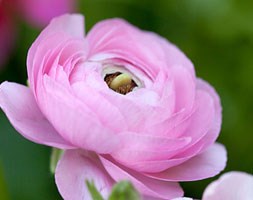 Ranunculus 'Aviv Pink' (ranunculus bulbs)