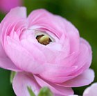 Ranunculus Aviv Pink