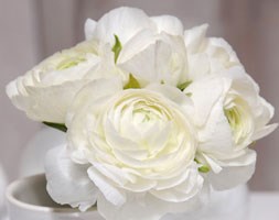 Ranunculus 'Aviv White' (ranunculus bulbs)