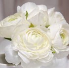Ranunculus Aviv White