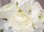 ranunculus bulbs