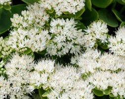 Sedum spectabile 'Stardust' (ice plant)