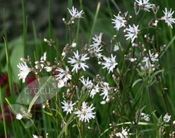 Lychnis flos-cuculi 'White Robin' (Ragged Robin)