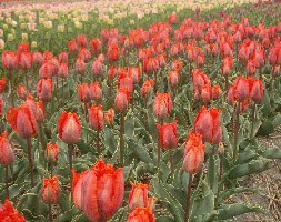 Tulipa 'Vivienne Westwood' (tulip bulbs)