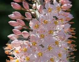 Eremurus 'Robustus' (foxtail lily)