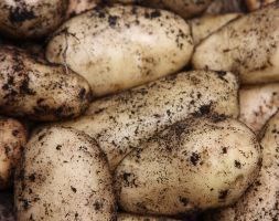 potato 'Duke of York' (seed potato for summer planting)