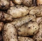 potato Duke of York