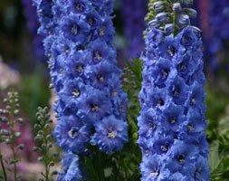 Delphinium 'Blue Lace' (New Millennium Series) (delphinium)