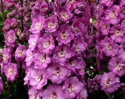 Delphinium elatum 'Sweethearts' (New Millennium Series) (delphinium)