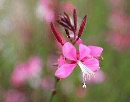 Gaura lindheimeri 'Siskiyou Pink' (gaura)