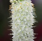 Eremurus himalaicus