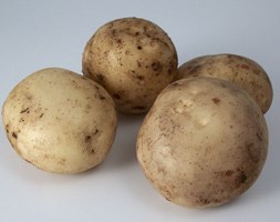 potato 'Pentland Javelin' (PBR) (seed potato for summer planting)
