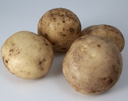 potato 'Casablanca' (PBR) (seed potato for summer planting)