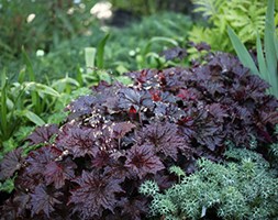 Heuchera villosa 'Palace Purple' (coral bells)