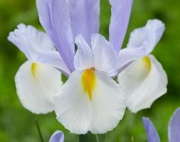 Iris 'Silvery Beauty' (Dutch iris bulbs)