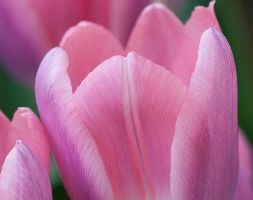 Tulipa 'Light and Dreamy' (Darwin hybrid tulip bulbs)