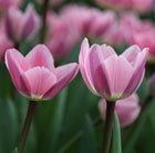Tulipa Light and Dreamy