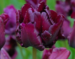 Tulipa 'Victoria's Secret' (parrot tulip bulbs)
