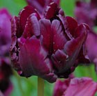 Tulipa Victoria's Secret