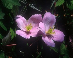 Clematis montana var. rubens (clematis (group 1))