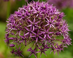 Allium stipitatum 'Violet Beauty' (allium)