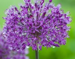 Allium hollandicum (syn aflatunense)