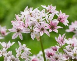 Allium 'Cameleon' (ornamental onion)