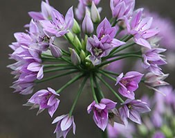 Allium 'Eros (PBR)' (ornamental onion)