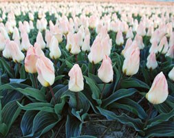 Tulipa 'Little Girl' (Greigii tulip bulbs)