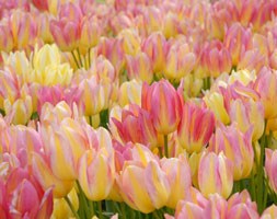Tulipa 'Antoinette' (PBR) (Single late tulip bulbs)