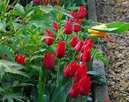 Tulipa 'Ile de France' (triumph tulip bulbs)