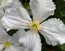 Clematis 'New expecting soon' (clematis (group 3))