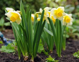 Narcissus 'Salome' (large cupped daffodil bulbs)