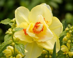 Narcissus 'Tahiti' (daffodil bulbs)