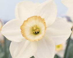 Narcissus 'High Society' (daffodil bulbs)