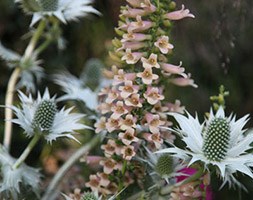 Digitalis 'Glory of Roundway' (foxglove)