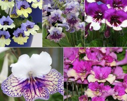 Streptocarpus Harlequin Collection (streptocarpus collection)