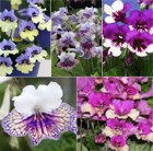 Streptocarpus Harlequin Collection