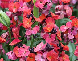 Erysimum 'Winter Orchid' (wallflower)