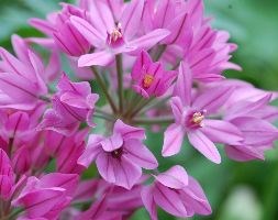 Allium oreophilum (mountain lover / pink lily leek)