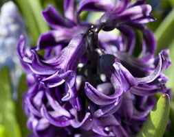 Hyacinthus orientalis 'Peter Stuyvesant' (garden hyacinth bulbs)
