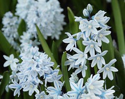 Tulipa ‘Blue Ribbon’