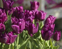 Tulipa 'Passionale' (triumph tulip bulbs)