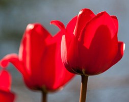 Tulipa 'Red Impression' (PBR) (Darwin tulip bulbs)
