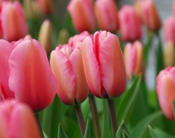 Tulipa 'Pink Impression'