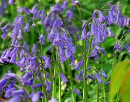 Hyacinthoides non-scripta (bluebell - In the Green)