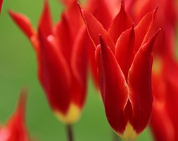 Tulipa 'Aladdin' (lily flowered tulip bulbs)